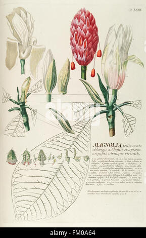 Plantae selectae quarum imagines ad exemplaria naturalia Londini, in hortis curiosorum nutrita (Tab. LXIII) Stock Photo