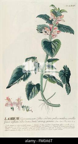 Plantae selectae quarum imagines ad exemplaria naturalia Londini, in hortis curiosorum nutrita (Tab. LXXV) Stock Photo