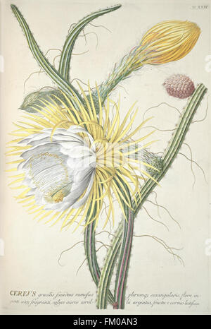 Plantae selectae quarum imagines ad exemplaria naturalia Londini, in hortis curiosorum nutrita (Tab. XXXI) Stock Photo