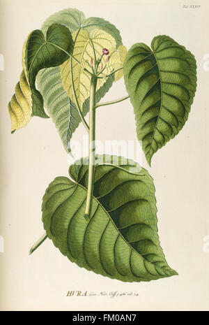 Plantae selectae quarum imagines ad exemplaria naturalia Londini, in hortis curiosorum nutrita (Tab. XXXIV) Stock Photo
