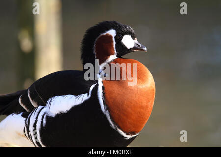 Red-breasted Goose (Branta ruficollis) Stock Photo