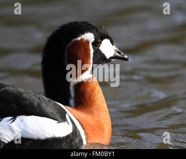 Red-breasted Goose (Branta ruficollis) Stock Photo