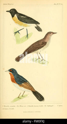 This plate from 'The Animal Kingdom' classifies animals according to ...
