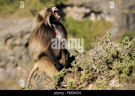 Gelada (Theropithecus gelada) displaying its teeth and gums with its lip flipped back in the Simien Mountains National Park Stock Photo