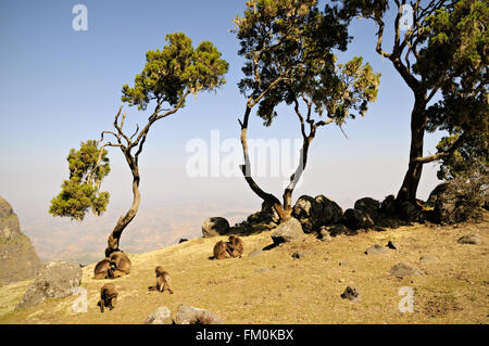 Grazing geladas (Theropithecus gelada) and trees in the the Simien Mountains National Park, Amhara Region, Ethiopia Stock Photo