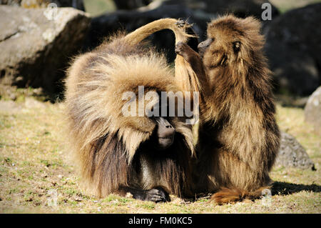 Gelada female (Theropithecus gelada) grooming the tail of a male in the Simien Mountains National Park, Amhara Region, Ethiopia Stock Photo