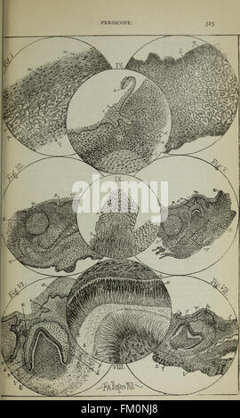 The Dental cosmos (1891) Stock Photo