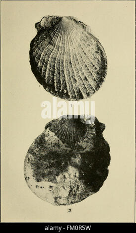The edible clams, mussels and scallops of California (1920)