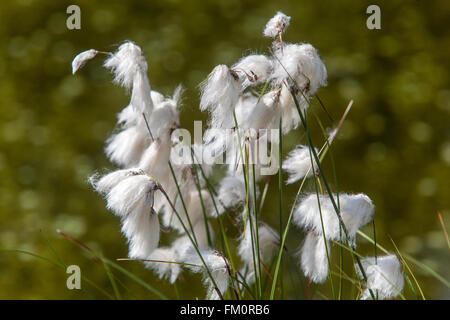 Cotton grass, Eriophorum vaginatum peat bog flowers Stock Photo