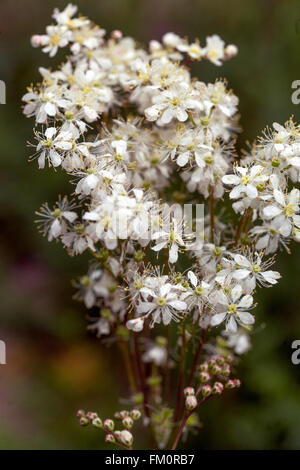 Dropwort, Filipendula vulgaris, White flowers Stock Photo