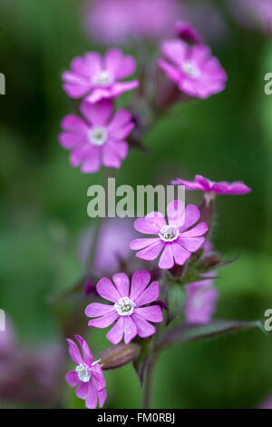 Silene dioica. Red Campion growing in a meadow. Stock Photo