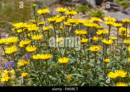 Downy Elecampane, Hairy Fleabane, Inula Hirta Stock Photo