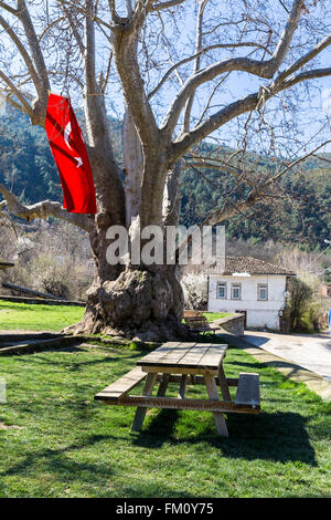 Historic sycamore tree in Tarakli. Tarakli is a historic district in the Sakarya Province of the Marmara region, Turkey. Stock Photo