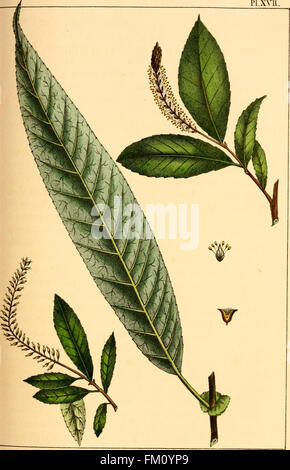 The North American sylva; or, A description of the forest trees of the United States, Canada and Nova Scotia. Considered particularly with respect to their use in the arts and their introduction into Stock Photo