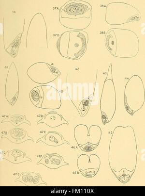 The structure of the caryopsis of grasses with reference to their morphology and classification (1899) Stock Photo