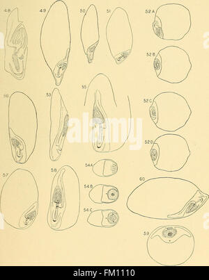 The structure of the caryopsis of grasses with reference to their morphology and classification (1899) Stock Photo