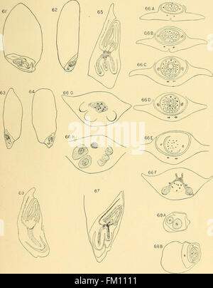 The structure of the caryopsis of grasses with reference to their morphology and classification (1899) Stock Photo