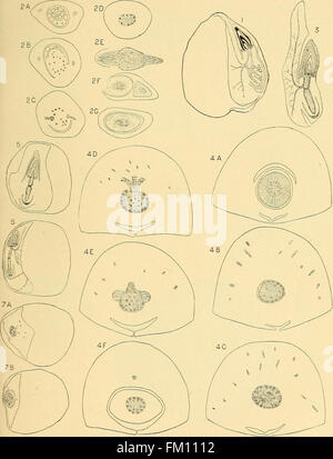 The structure of the caryopsis of grasses with reference to their morphology and classification (1899) Stock Photo