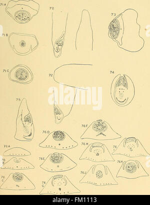 The structure of the caryopsis of grasses with reference to their morphology and classification (1899) Stock Photo