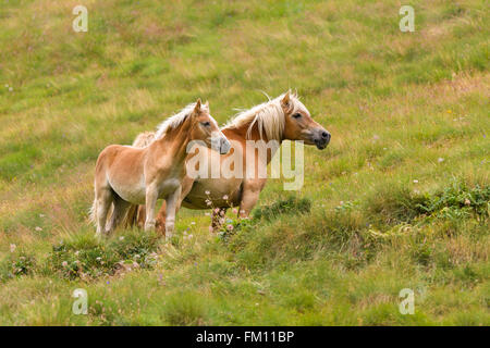 Couple of palomino horses on a meadow Stock Photo