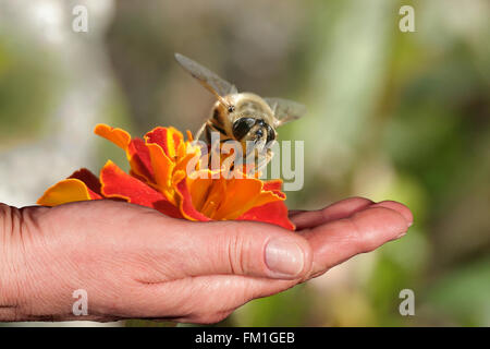 Bee and orange flower in a hand, closeup Stock Photo