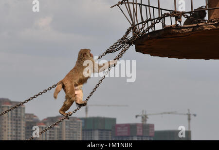 Kunming, Kunming, CHN. 10th Mar, 2016. A monkey King broke out of prison with 8 monkeys through 4-meter-wide canal. Their keepers stay nearby to keep an eye on them and try to explore a new open feeding style. Credit:  SIPA Asia/ZUMA Wire/Alamy Live News Stock Photo