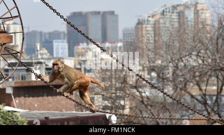 Kunming, Kunming, CHN. 10th Mar, 2016. A monkey King broke out of prison with 8 monkeys through 4-meter-wide canal. Their keepers stay nearby to keep an eye on them and try to explore a new open feeding style. Credit:  SIPA Asia/ZUMA Wire/Alamy Live News Stock Photo