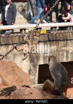 Kunming, Kunming, CHN. 10th Mar, 2016. A monkey King broke out of prison with 8 monkeys through 4-meter-wide canal. Their keepers stay nearby to keep an eye on them and try to explore a new open feeding style. Credit:  SIPA Asia/ZUMA Wire/Alamy Live News Stock Photo