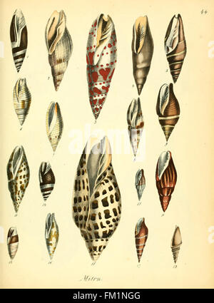 Structure Shellfish An illustration from 'Conchylienbuch,' focusing on the natural history ...