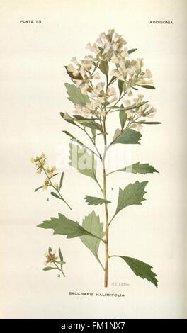 Addisonia is a periodical showcasing detailed botanical illustrations ...