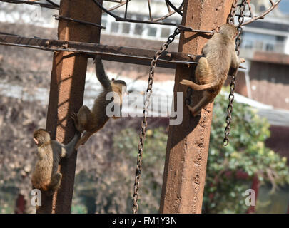 Kunming, Kunming, CHN. 10th Mar, 2016. A monkey King broke out of prison with 8 monkeys through 4-meter-wide canal. Their keepers stay nearby to keep an eye on them and try to explore a new open feeding style. Credit:  SIPA Asia/ZUMA Wire/Alamy Live News Stock Photo