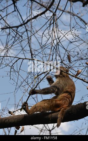 Kunming, Kunming, CHN. 10th Mar, 2016. A monkey King broke out of prison with 8 monkeys through 4-meter-wide canal. Their keepers stay nearby to keep an eye on them and try to explore a new open feeding style. Credit:  SIPA Asia/ZUMA Wire/Alamy Live News Stock Photo