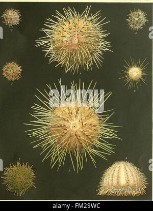 *Echinoidea* (1903) is a detailed work focusing on the classification ...