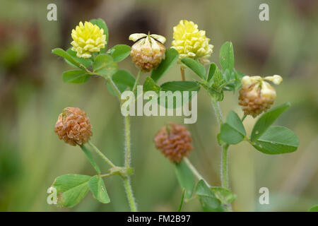 Hop trefoil (Trifolium campestre). Yellow flowers of a delicate legume growing on calcareous grassland, with some brown petals Stock Photo