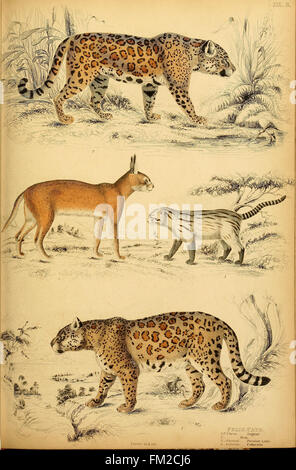 Edinburgh journal of natural history and of the physical sciences (1835) Stock Photo