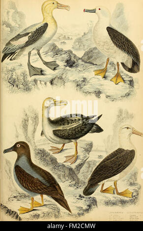 Edinburgh journal of natural history and of the physical sciences (1839) Stock Photo