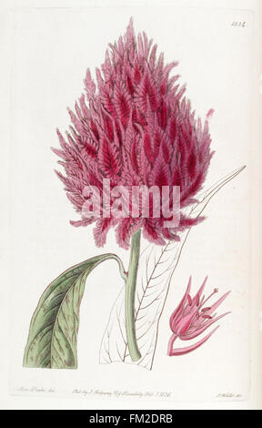 Edwards's botanical register (Plate 1834) Stock Photo