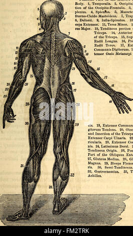 Elementary Anatomy And Physiology For Colleges Academies And Other Schools Anatomy Physiology And Physiology 113 Fig 130 Posterior View Of The Muscles Of The Body 1 Temporalis 2 Occipital Por