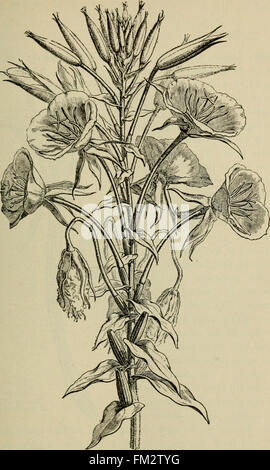 Elementary botany (1898) Stock Photo
