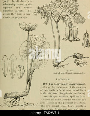 Elementary botany (1898) Stock Photo