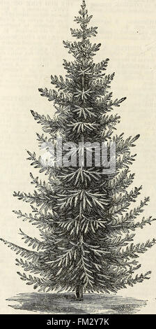 Ellwanger and Barry's descriptive catalogue of hardy ornamental trees and shrubs, roses, etc., etc., etc (1868)