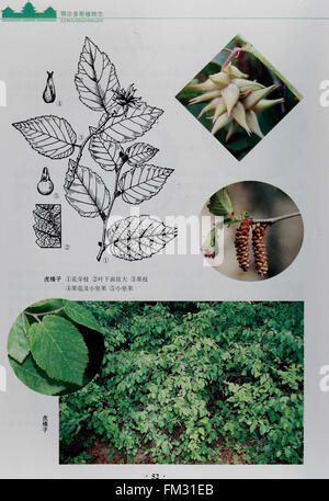 E er duo si zhi wu zhi (2007.7)