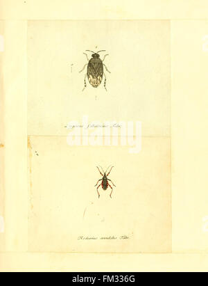 *Faunae Insectorum Germanicae Initia* provides detailed descriptions ...