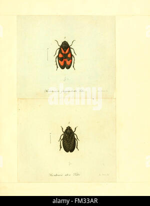 This plate from 'Faunae insectorum Germanicae' features illustrations ...
