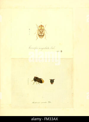 This plate from 'Faunae Insectorum Germanicae' depicts insects from ...