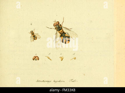 Fauna Germanica, Diptera Stock Photo