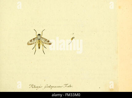 Fauna Germanica, Diptera Stock Photo