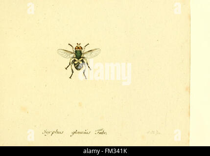 Fauna Germanica, Diptera Stock Photo