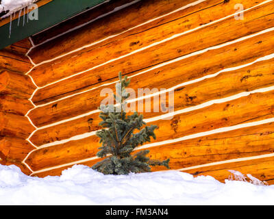 Single evergreen tree in snow in front of exterior log cabin wall Stock Photo