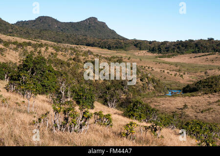 High-altitude patana grasslands at Horton Plains National Park, Sri Lanka Stock Photo